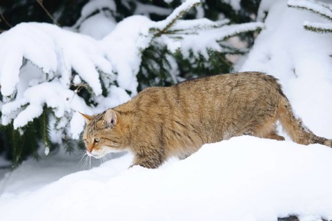 Wildcat crossing a snow-covered fir forest, European wildcat (Felis silvestris), Germany, Europe