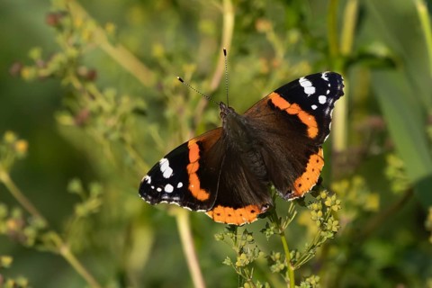 Red admiral butterfly (Vanessa atalanta) adult insect resting on a plant leaf in the summer,