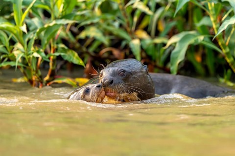 Two giant otters (Pteronura brasiliensis), North Pantanal, Corumbá, Paiaguás, Mato Grosso do Sul,
