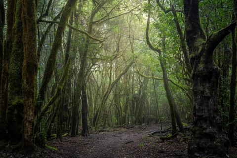 Hiking trail in the laurel forest. Trees with moss and lichen. Garajonay National Park, La Gomera,