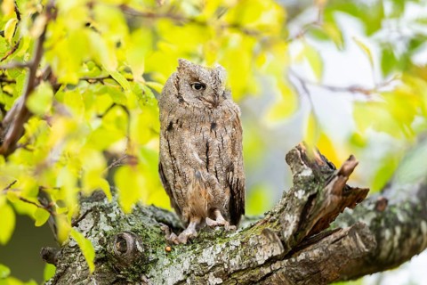 Eastern screech owl (Megascops asio) or Eastern screech-owl, captive, sitting on a branch with