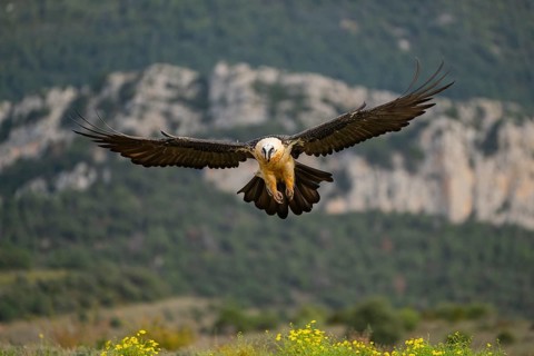 Bearded Vulture (Gypaetus barbatus) adult bird in flight with mountains in the backround, Pyrenees,