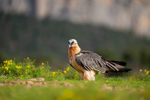 Bearded Vulture (Gypaetus barbatus) adult bird, Pyrenees, Lleida, Spain, Europe