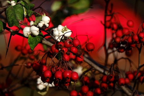 Peacock (Euonymus europaeus), autumn, Saxony, Germany, Europe