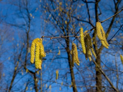 Flowering Common hazel, Hazelnut bush, Hazel bush, Drateln, Hagnuss, Common hazel, Common hazelnut,
