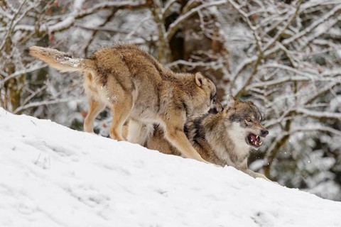 A young grey wolf (Canis lupus lupus) plays with its father on the sloping, snow-covered meadow on