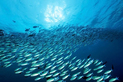 Large shoal of multistriped fusiliers (Caesio varilineara), large, backlit by the sun, Great