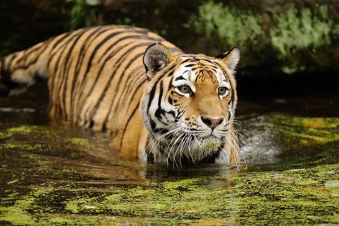 Tiger in water, concentrated and in tense posture, Siberian tiger (Panthera tigris altaica),