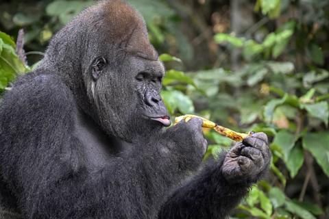 Western lowland gorilla (Gorilla gorilla gorilla) peeling a banana, Réserve Lésio-Louna nature