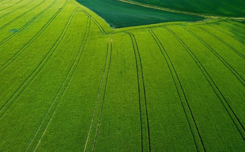 Drone image, grain field with lanes on the field, from above, agriculture, Innviertel, Upper