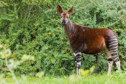 An adult okapi (Okapia johnstoni) stands in the middle of green bushes and eats the leaves