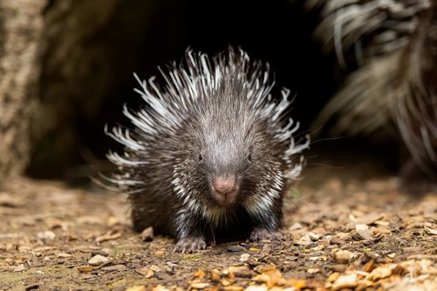 Old World porcupines (Hystrix cristata), youngster, Germany, Europe
