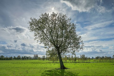 Meadows, Havel floodplain north of Phöben, Brandenburg, Germany, Europe