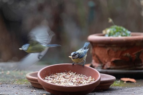 Blue tits (Cyanistes caeruleus) fetch food from a flower bowl, Bavaria, Germany, Europe