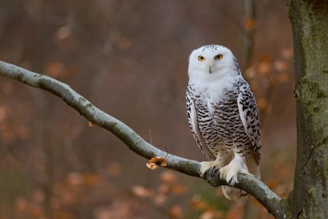 Snowy owl on branch (Bubo scandiacus) captive, Czech Republic, Europe
