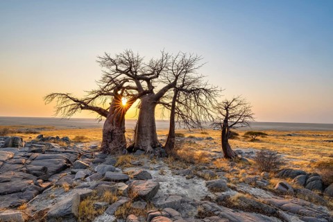 African baobab (Adansonia digitata), several trees at sunrise, sun star, Kubu Island (Lekubu), Sowa