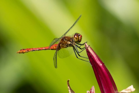 Ruddy darter dragonfly (Sympetrum sanguineum) adult male insect resting on a garden lily flower,