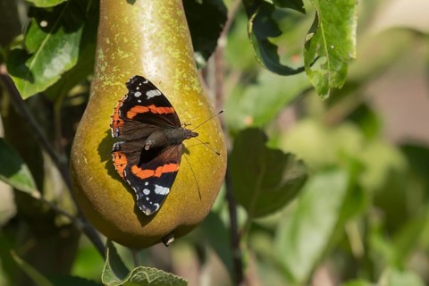 Red admiral butterfly (Vanessa atalanta) adult insect resting on a pear fruit on a tree in a garden