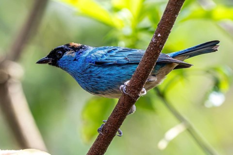 Golden-naped tanager (Chalcothraupis ruficervix), Mindo Forest Reserve, Mindo, Ecuador, South