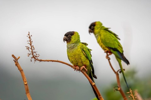 Two Nanday parakeets (Aratinga nenday), sitting one behind the other on a shrub, South Pantanal,