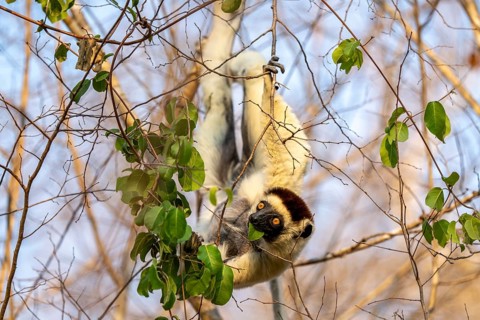 Larval sifaka (Propithecus verreauxi), eats leaves, hangs upside down in the tree, Bemanonga,