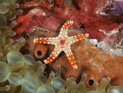 Small orange starfish, pearl starfish (Fromia monilis), surrounded by colourful corals and