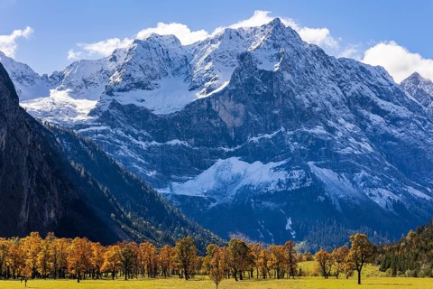 Maple trees in front of snow-covered mountains, autumn colours, sunny, Engalm, Großer Ahornboden,