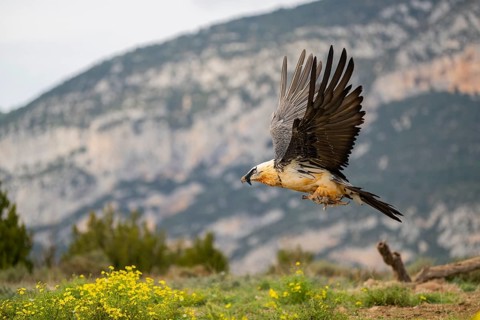 Bearded Vulture (Gypaetus barbatus) adult bird in flight with mountains in the backround, Pyrenees,