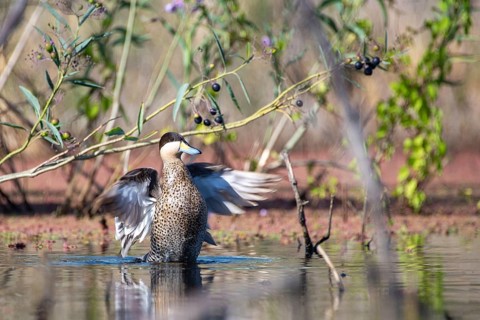 Silver duck (Spatula versicolor) in the nature reserve Reserva Ecologica Costanera Sur, Buenos