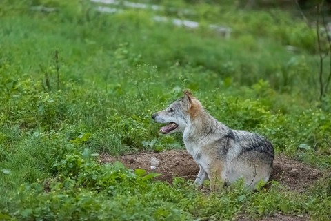 One adult male eurasian gray wolf (Canis lupus lupus) lies in a hollow in a green meadow, snapping