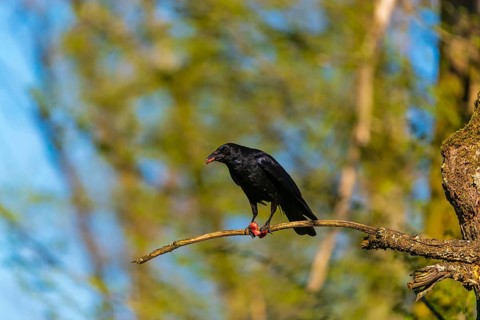 One carrion crow (Corvus corone), sitting high up in a tree in bright sunlight with a blue sky in