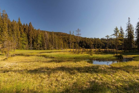 Lake Großer Arbersee in spring. A floating mat is covering some parts of the lake