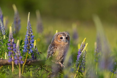 One young Ural owl (Strix uralensis) sitting on a branch lying in a field of flowering lupines in