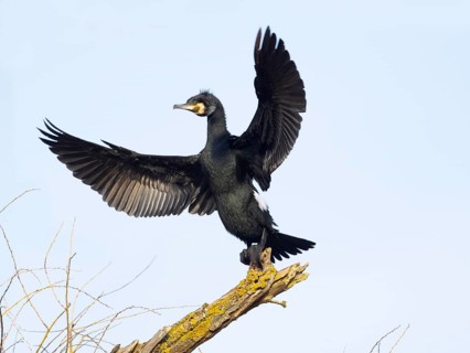 Common Cormorant (Phalacrocorax carbo), adult male in flight, landing on a dead tree branch, Hesse,