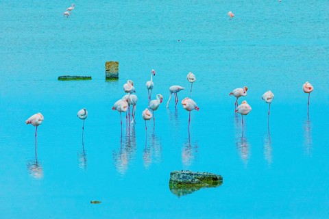 Flamingoes, Vendicari, Noto Valley, Sicily, Italy, Europe
