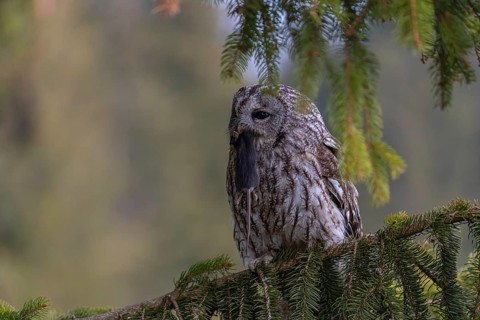 One tawny owl or brown owl (Strix aluco) sitting on a branch of a spruce tree, feeding on a mouse