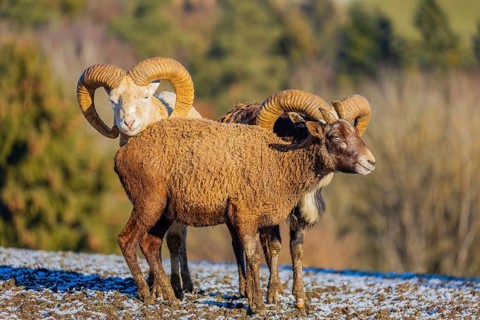 Two snow sheep (Ovis nivicola), or Siberian bighorn sheep stand on a snow covered meadow