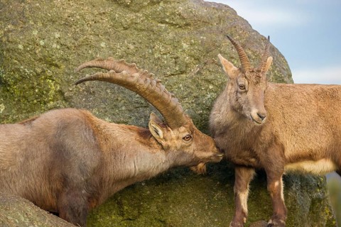 Two ibex (Capra ibex), a male and a female, stand on a rock. The male shows some flehming and