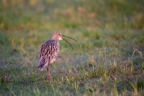 Eurasian curlew (Numenius arquata), calling, Ochsenmoor, Dümmer, Lemförde, Lower Saxony, Germany,