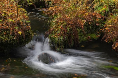 Flowing water with ferns and rocks in the Edmunds Gorge in autumn. River Kamnitz, Hrensko, Ustecky