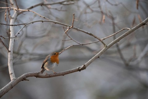 A robin sits on a barren branch surrounded by a chilly winter landscape, Germany, Europe