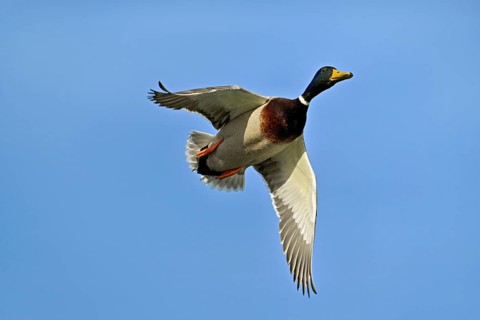 Mallard (Anas platyrhynchos), drake in flight, Flachsee, nature reserve, Reusstal, Canton Aargau,