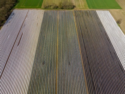 Wesel, North Rhine-Westphalia, Germany, Harvest workers from Eastern Europe harvest the first