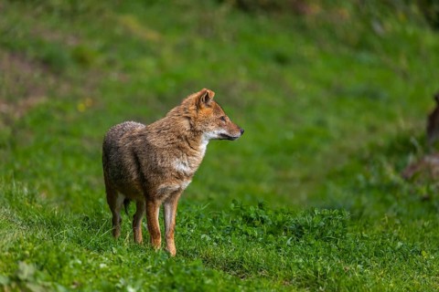 One golden jackal (Canis aureus) standing on green grass on a sunny day