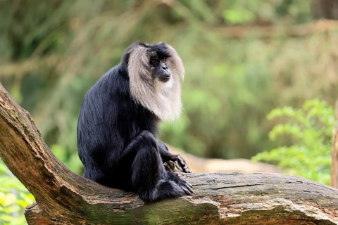 Bearded monkey, Wanderu, (Macaca silenus), adult, on tree trunk, alert, India, Asia