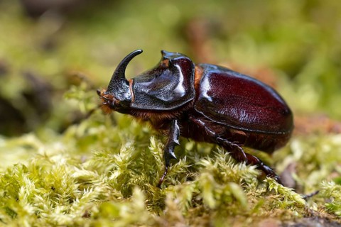 Rhinoceros beetle (Oryctes nasicornis), male, Oberhausen, Ruhr area, North Rhine-Westphalia,