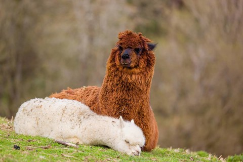 A brown female Alpaca (Vicugna pacos) and its white young rest on a green meadow . A forest is in