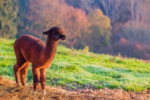 A young brown Alpaca (Vicugna pacos) stands on a green meadow
