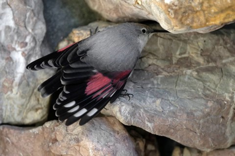 Wallcreeper (Tichodroma muraria), on a rock wall, captive, Alpenzoo Innsbruck, Tyrol, Austria,