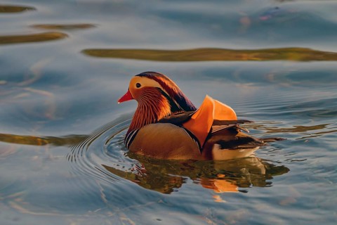 Mandarin duck (Aix galericulata), male, swimming, Hechtsee, Kufstein, Tyrol, Austria, Europe